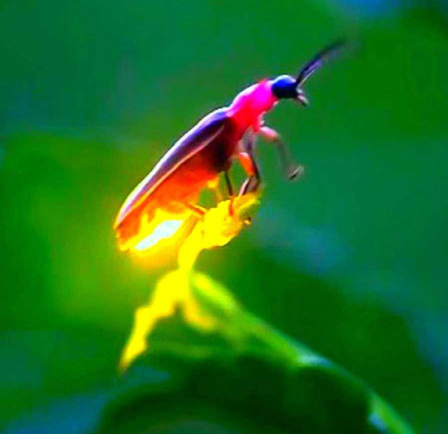 prabalmachi-camping-and-fireflies-event